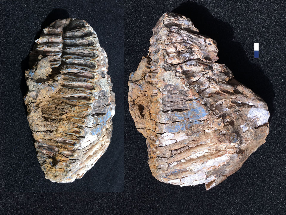 Mammoth Tooth