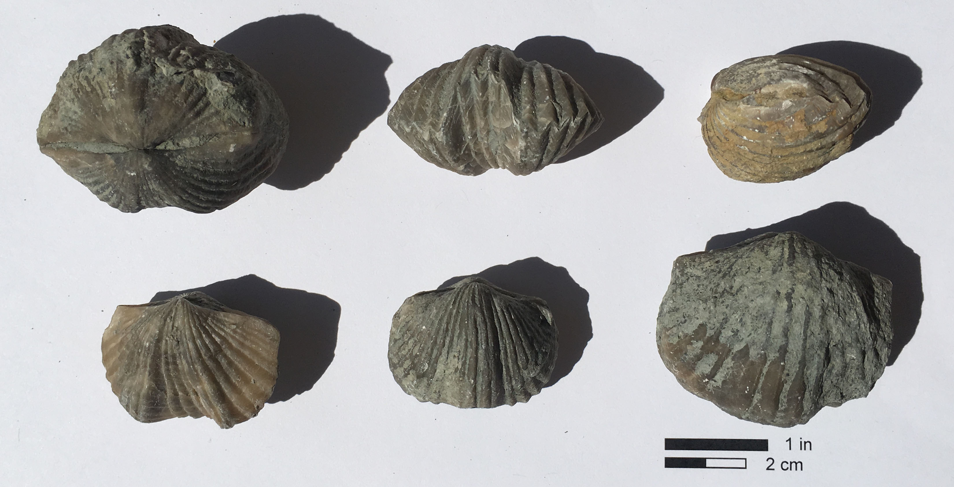 Vinlandostrophia ponderosa