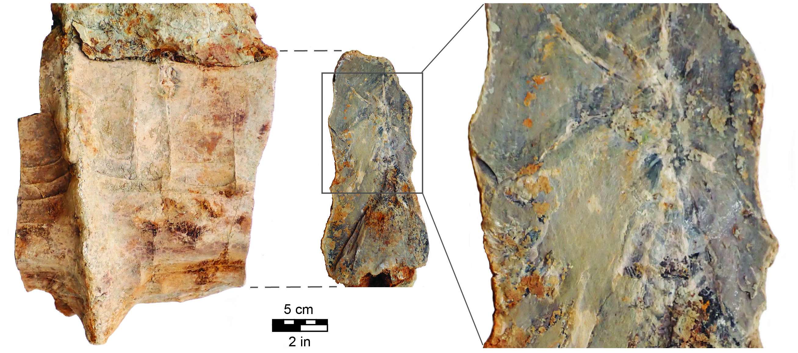 A close-up of some rocks

Description automatically generated with low confidence