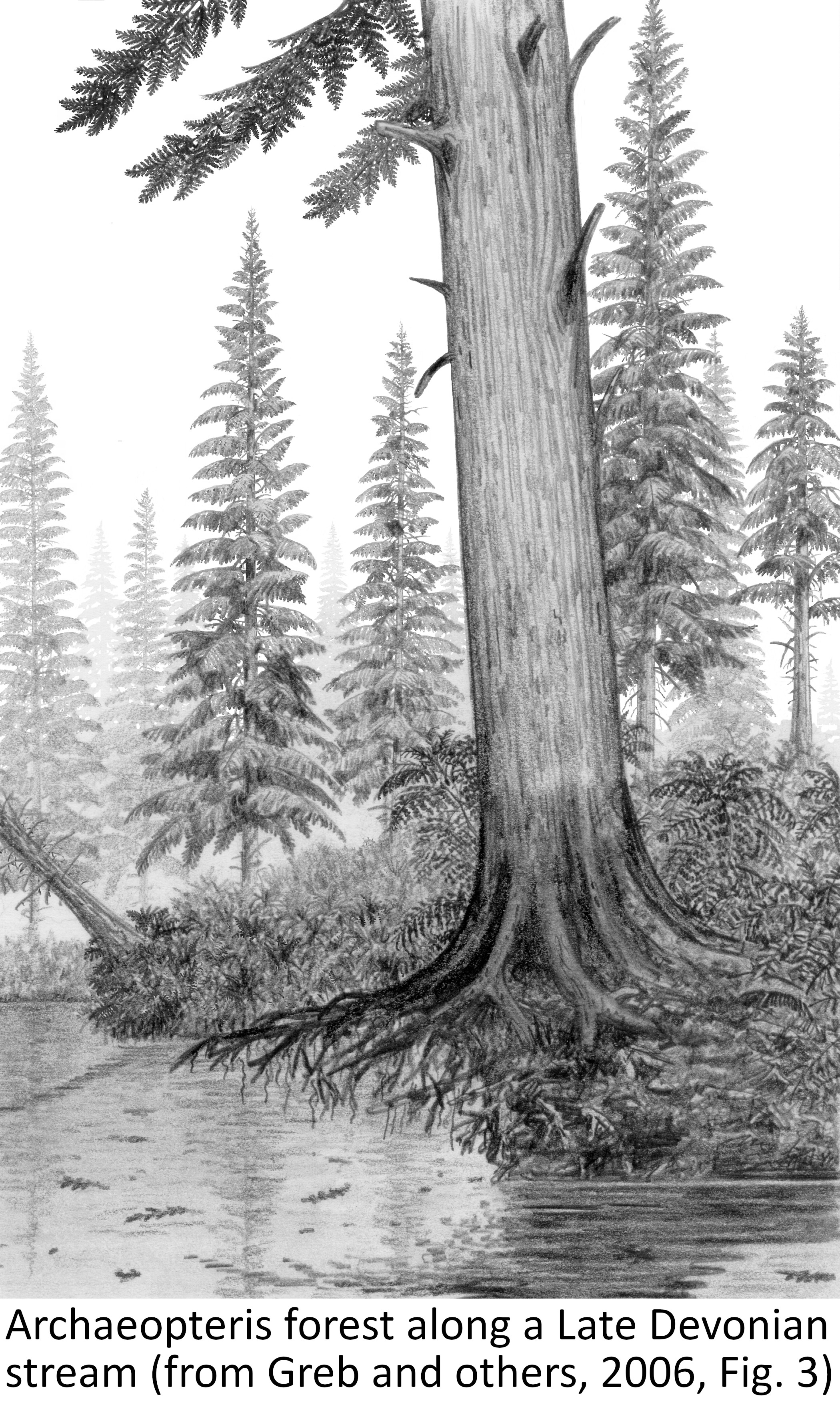 A picture containing tree, outdoor, plant, conifer

Description automatically generated