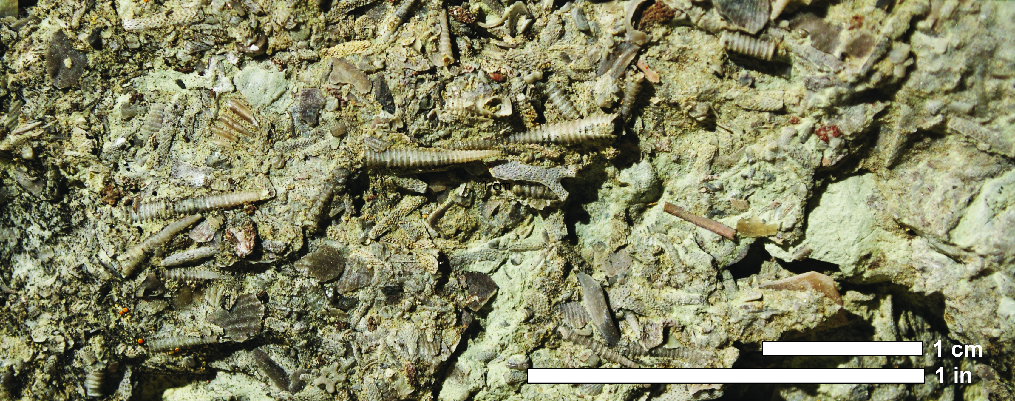 Tentaculites fossil