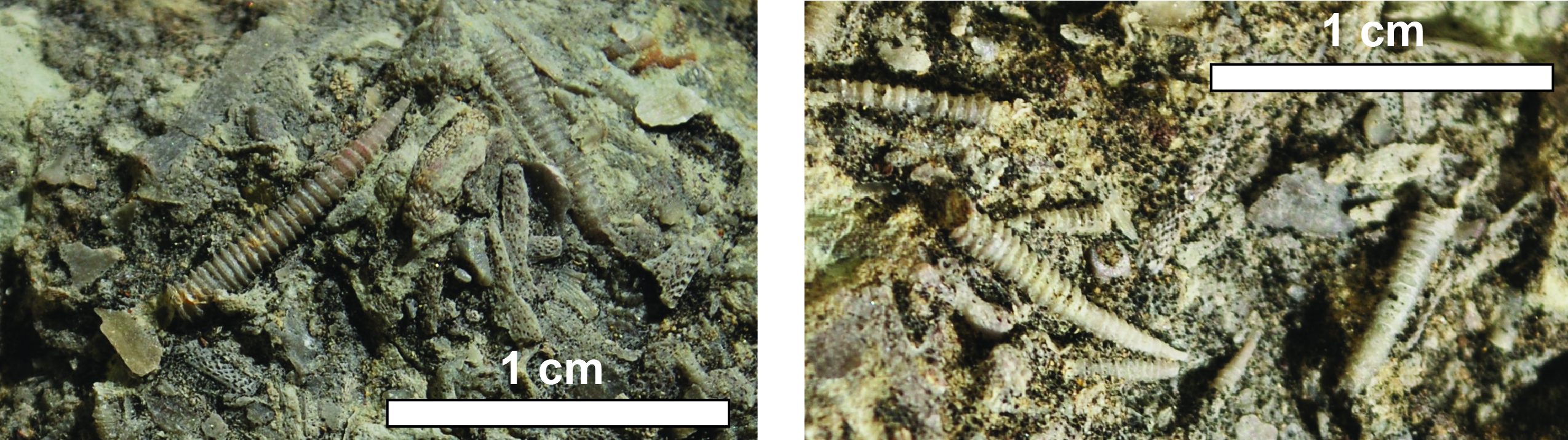 Tentaculites sterlingensis from the Ordovician Bull Fork Formation in Mason County, Kentucky. Sample from the Kentucky Geological Survey paleontological collection.