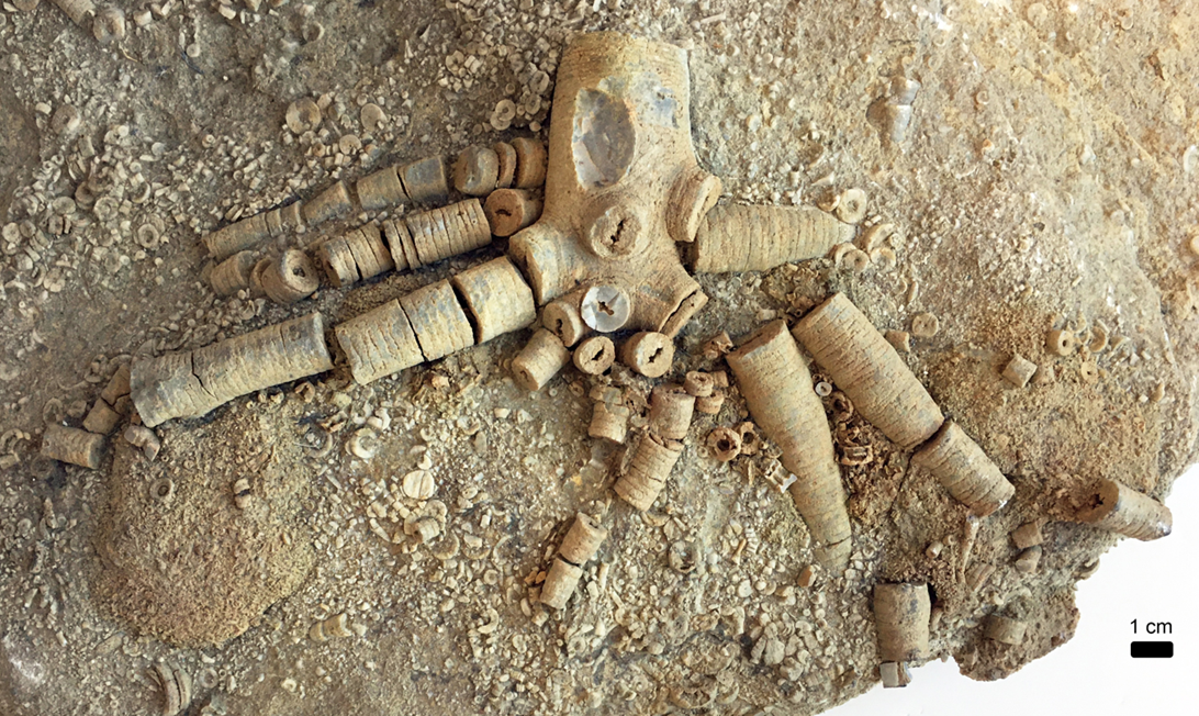 A picture containing marine invertebrate fossils.
