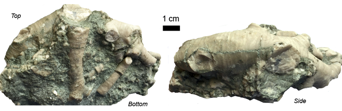 Another Barycrinus holdfast