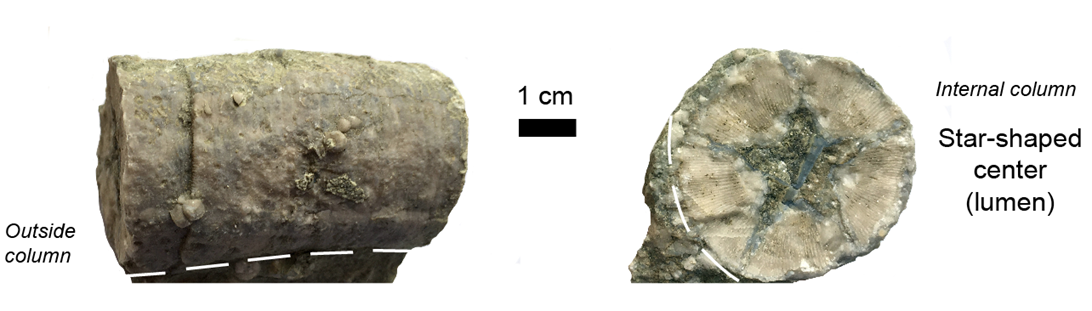 Star-shaped center of column