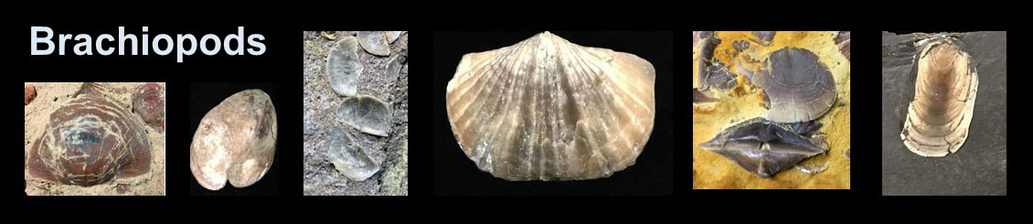 Brachiopods Banner