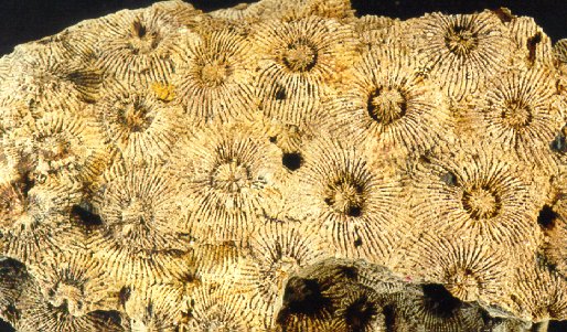 Heliophyllum