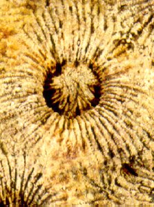 Heliophyllum