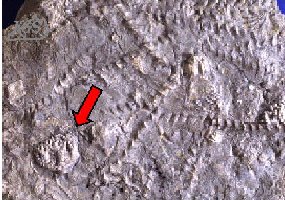 The Mississippian crinoid Taxocrinus