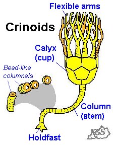 Crinoids