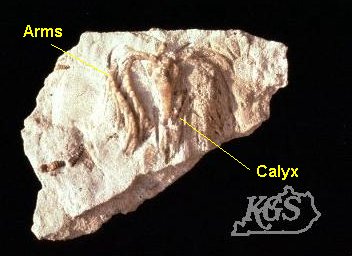 Devonian crinoid