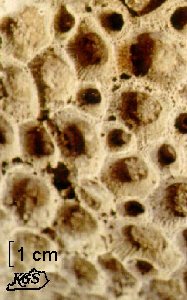Prismatophyllum