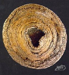 Favosites turbinatus (Billings) 