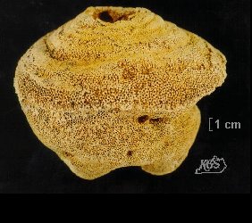 Favosites turbinatus (Billings) 