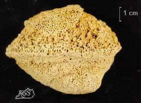 Favosites turbinatus (Billings) 