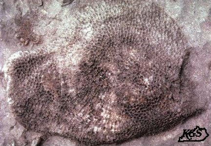 Pleurodictyum