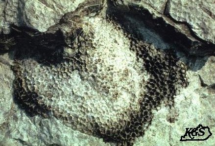 Pleurodictyum