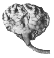 The Mississippian crinoid Taxocrinus