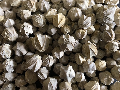 Pentremites, fossil blastoids.
