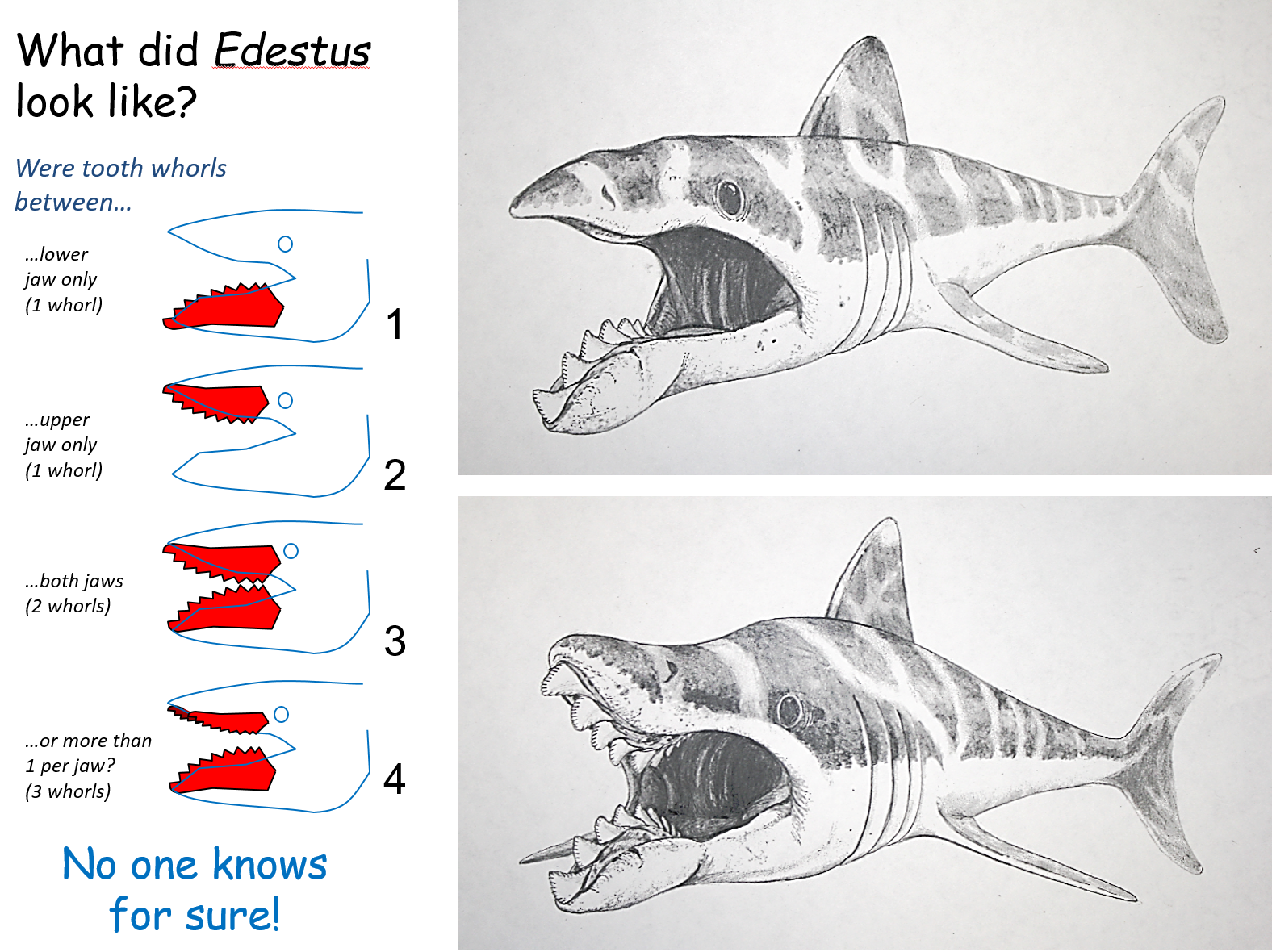 what did edestus look like 300 million years ago.