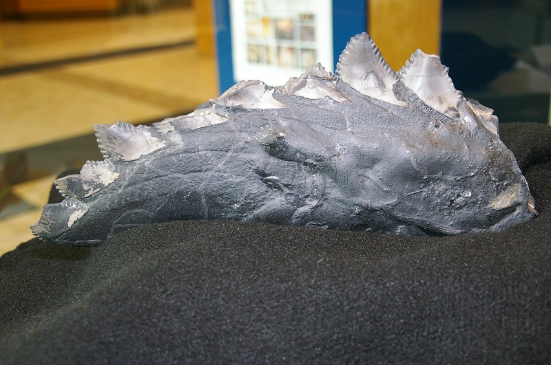 A close-up of the fossil shark found in Webster County Coal’s Dotiki Mine shows the details of the teeth which have been well-preserved.
