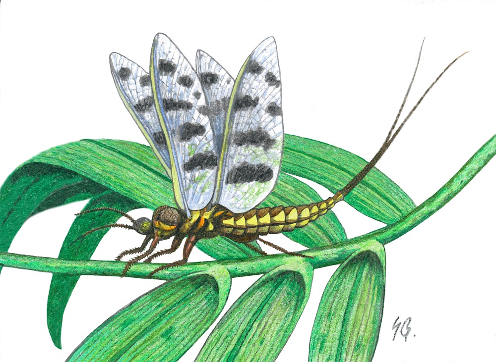 Reconstruction of what Sheltoweeptera redbirdi may have looked like in life.