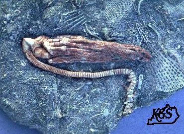 Halysiocrinus from Borden Formation of northeastern Kentucky.