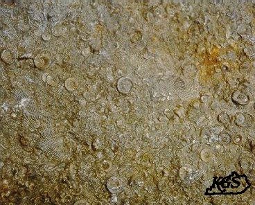 Typical slab showing abundant crinoid columnals
