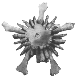 Pterotocrinus from the Mississippian of Kentucky