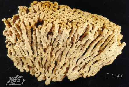 Entelophyllum