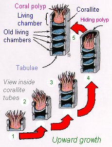 Tabulate corals, upward growth