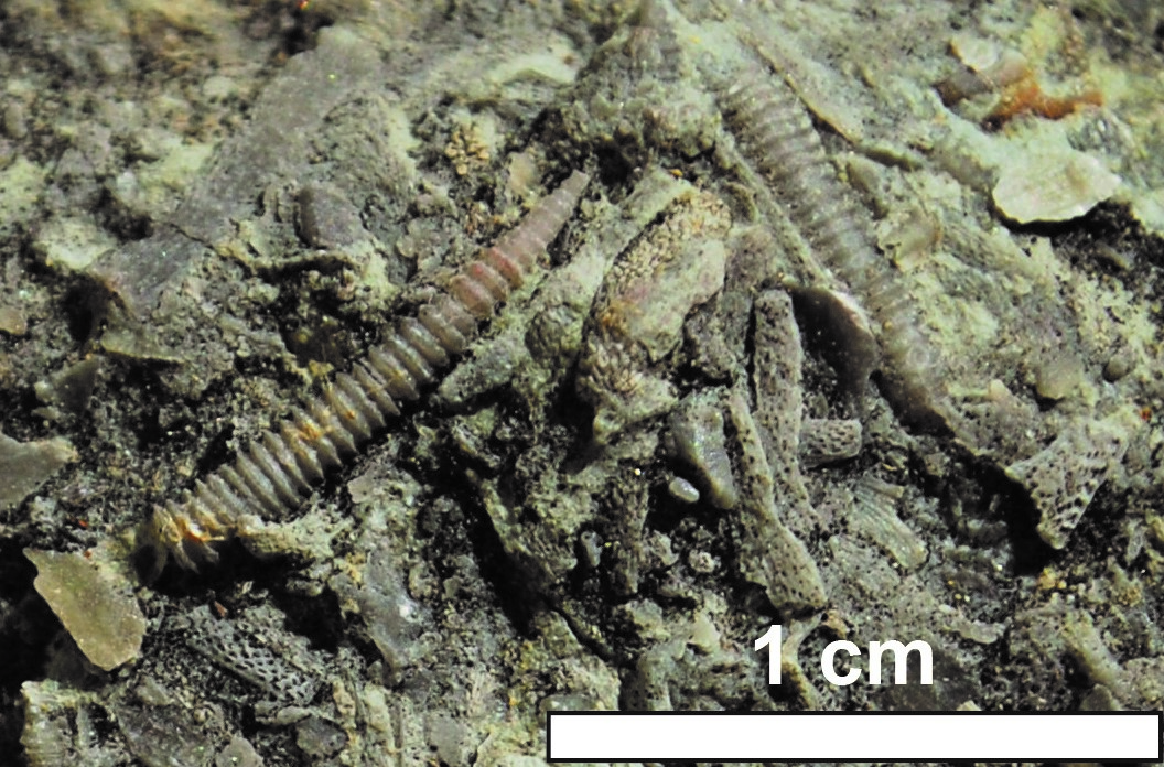 Tentaculites